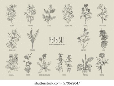 Set of herbs. Collection hand drawn medical, botanical and healing isolated plants. Contour