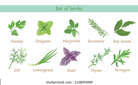 Set of herbs. Collection of vector icons in flat style on white background. Parsley, thyme, oregano, marjoram, dill, lemongrass, tarragon, bay leaves, basil,  rosemary.