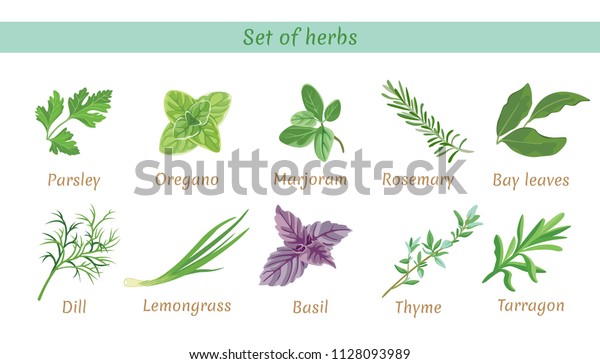 Set Herbs Collection Vector Icons Flat Stock Vector (Royalty Free ...