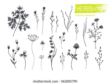 Set herbs drawing hand. Vector illustration.