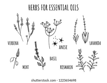 Set of herbs for essential oils. Hand-drawn style. Monochrome. Verbena, anise, Basil, rosemary, lavender, mint. Isolate	
