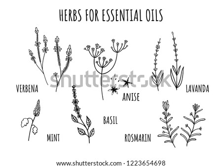 Set of herbs for essential oils. Hand-drawn style. Monochrome. Verbena, anise, Basil, rosemary, lavender, mint. Isolate	

