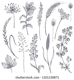 Set of herbs and flowers, hand drawn vector illustration