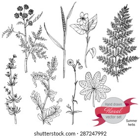 Set of herbs and flowers, hand drawn vector illustration in graphic style.