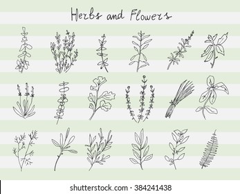 Set of herbs and fowers in sketch style. Vector illustration for your design 