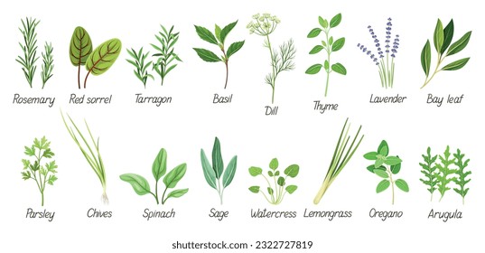 Set with herbs. Green grass, leaves, oregano, rosemary, basil, dill, lavender, lemongrass and other spices. Plants for medicine or cooking. Cartoon flat vector collection isolated on white background svg