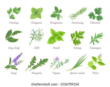 Set of herbs isolated. Green leaves of Parsley, Oregano, Marjoram, Cilantro, Celery, Bay leaf, Dill, Basil, Rosemary, Tarragon, Sage, Arugula, Green onion, Mint, Thyme. Vector cartoon illustration.