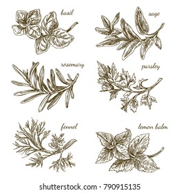 Set of herbs for kitchen. Basil, sage, rosemary, parsley, fennel,  lemon balm. Engraving style. Vector illustration.