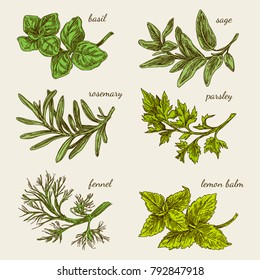 Set of herbs for kitchen. Basil, sage, rosemary, parsley, fennel, lemon balm. Color card. Engraving style. Vector illustration.