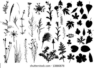 set of herbs and leafs silhouette