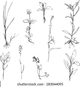 Set of herbs and leaves, painted graphite pencil wild plants, botanical illustration in vintage style,  monochrome black line drawing floral elements, hand drawn vector image