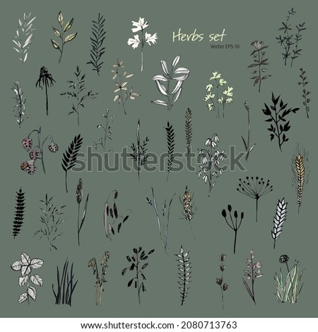 Set of herbs. Set of leaves. Vector illustration. Ink drawing. Leaves and grass. Nature elements