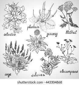 Set of herbs, monochrome