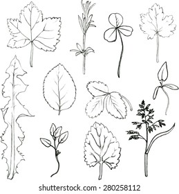 Set of  herbs, painted graphite pencil wild plants, the leaves of trees and shrubs and spikelets,  monochrome black floral set, hand drawn vector illustration