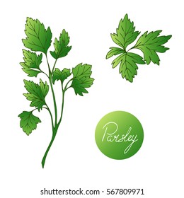 Set of herbs. Parsley colored. Hand drawn. Vector illustration