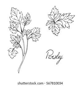 Set of herbs. Parsley. Hand drawn. Vector illustration