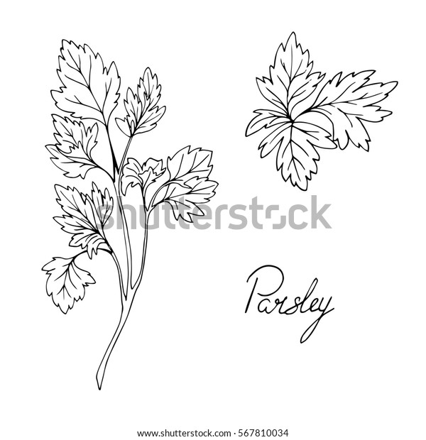 Set Herbs Parsley Hand Drawn Vector Stock Vector (Royalty Free) 567810034