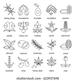 Set of herbs and plants outline icons used in cosmetics and natural medicine. Vector illustration