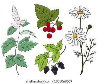 
A set of herbs and plants for tea: mint, blackberry, red currant and chamomile. Vector illustration isolated on white background