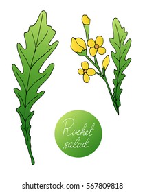 Set of herbs. Rocked salad. Hand drawn. Vector illustration