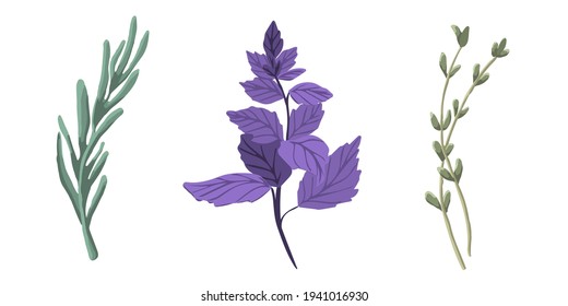 Set of herbs: rosemary, basil, thyme. Collection of vector spice on a white background