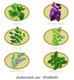 Set of herbs and spices: collection label of kitchen herbs. Icons herbs in oval frames.