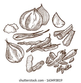 set of herbs and spices doodle