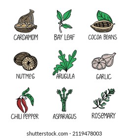 Set of herbs and spices, drawn element in doodle style. Logo and emblem packaging design template - cardamom, bay leaf, cacao beans, nutmeg, etc. Logo in a trendy linear style.
