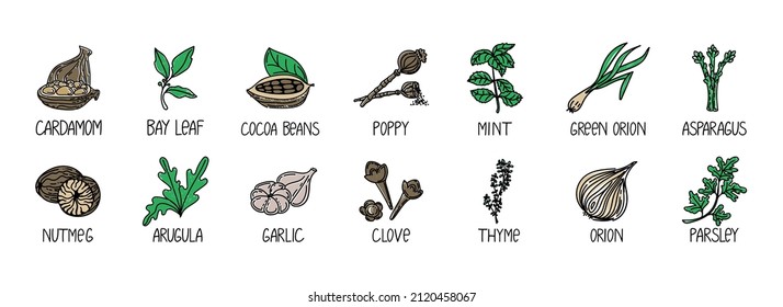 Set of herbs and spices, drawn element in doodle style. A packaging design template with logo and emblem - herbs and spices - cardamom, bay leaf, cocoa beans, nuts, onions, etc. Logo in a trendy linea