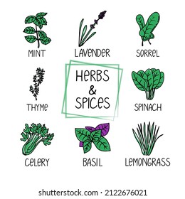 Conjunto de hierbas y especias, elemento dibujado en el estilo doodle. Una plantilla de diseño de embalaje con logotipo y emblema - menta, tomillo, lavanda, albahaca, etc. Logotipo en un estilo lineal de moda.