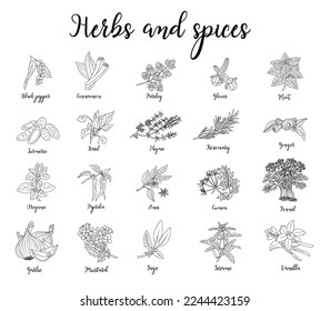 Set of Herbs and spices hand drawn vector illustrations. Food sketch. Cooking plants. Labeling and packaging design. Spice and herbs black and white monochrome drawing. Isolated on white background.