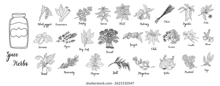 Conjunto de ervas e especiarias desenhado à mão ilustrações vetoriais. Esboço de comida. Plantas de cozinha. Modelo de rotulagem e embalagem. Especiarias e ervas preto e branco desenho monocromático