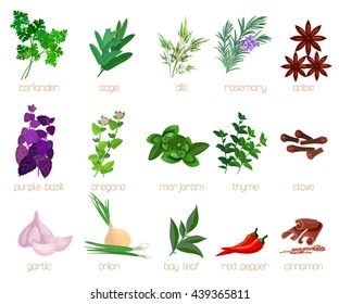 Set of herbs and spices isolated on white. Vector illustration.