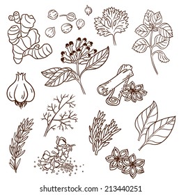Set of Herbs and Spices. Natural spices. Compilation of vector sketches. Kitchen herbs and spice. Vintage style. Hand drawn.