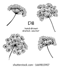 Set of Herbs and spices in sketch style. Dill. Hand drawn sketch vector.