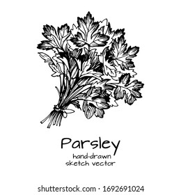 Set of Herbs and spices in sketch style. Parsley leaves. Hand drawn sketch vector. Herbal spice. Detox food ingredient.
