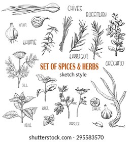 Set of herbs and spices in sketch style. Vector illustration for your design