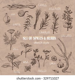 Set of Herbs and spices in sketch style. Vector illustration for your design