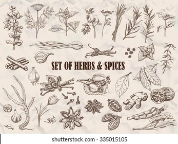 Set Of Herbs And Spices In Sketch Style. Vector  Illustration For Your Design