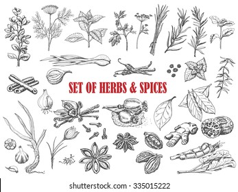 Set of Herbs and spices in sketch style. Vector illustration for your design