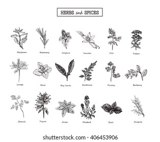 Set of Herbs and spices in sketch style. Vector illustration for your desig. Herbs and spices. herbs and spices art.herbs and spices EPS. Herbs and Wild Flowersn.