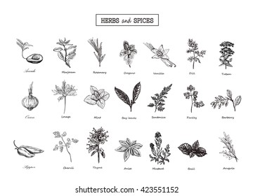 Set of Herbs and spices in sketch style. Vector illustration for your design. Herbs and spices, vegetables, vegetables, Herbs and spices, Set of Herbs and spices. Herbs and spices in sketch style