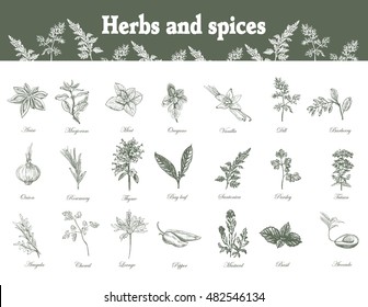 Set of Herbs and spices in sketch style. Vector illustration for your desig. Herbs and spices. herbs and spices art.herbs and spices EPS. Herbs and Wild Flowersn.