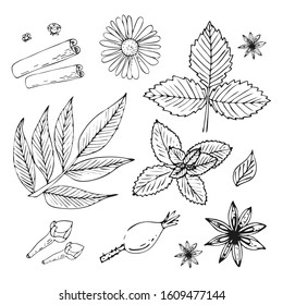 set of herbs for tea. mint spices star anise cinnamon cloves rosehip leaves raspberry leaves camomile spices for mulled wine a set of plants. Vector stock illustration hand-drawn on a white background