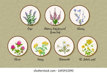 A set of herbs for teas. Meadow and flowers daisy, St. John's wort, yarrow, sage, chicory, clover, pink clover, narrow-leaved fireweed, Ivan tea.