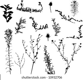 set of herbs vector silhouette