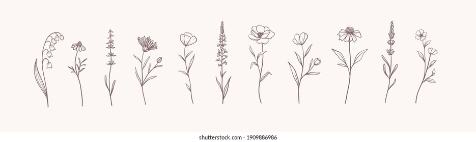 Set of Herbs and Wild Flowers. Hand drawn floral elements. Vector illustration - Shutterstock ID 1909886986