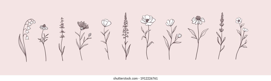 Set of Herbs and Wild Flowers. Hand drawn floral elements. Vector illustration