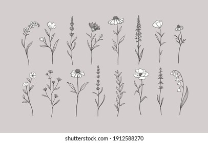 Set of Herbs and Wild Flowers. Hand drawn floral elements. Vector illustration