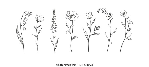 Set of Herbs and Wild Flowers. Hand drawn floral elements. Vector illustration